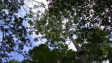 探索亚马逊雨林的树冠