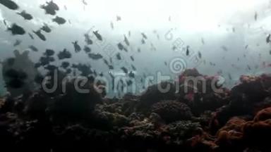马尔代夫海底反射太阳海床背景下的鱼学。
