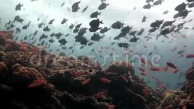 马尔代夫海底反射太阳海床背景下的鱼学。