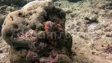 马尔代夫海底珊瑚惊人的海底。