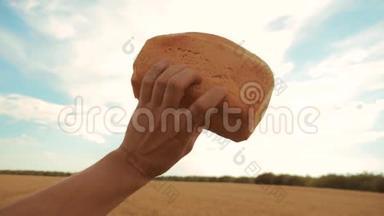 人拿着一个金色的面包在<strong>麦田</strong>里顶着蓝天.. 慢动作<strong>视频</strong>。 成功的农业学家
