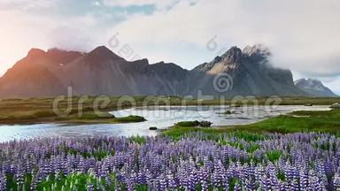 冰岛森林和山脉的风景如画。 夏天盛开的野生蓝羽扇豆