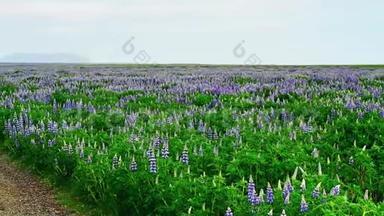 冰岛森林和山脉的风景如画。 夏天盛开的野生蓝羽扇豆