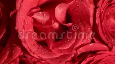 美丽的红玫瑰花束与旋转