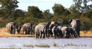 非洲博茨瓦纳野生非洲大象