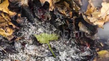 秋天一大堆树叶和树枝的灰烬中燃烧的大绿叶的时间推移视频，4k3840像素，24fps