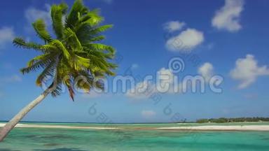 法属波利尼西亚热带海滩棕榈树