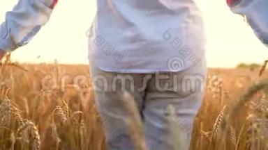 一只雌手在夕阳下抚摸着田野上的小麦