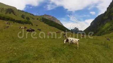 瑞士阿尔卑斯山<strong>草地</strong>上放牧的<strong>牛群</strong>