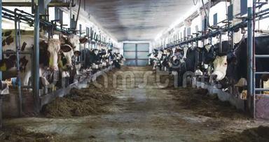 现代农场谷仓，奶牛吃干草，奶牛在奶牛场上觅食