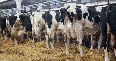 现代农场谷仓有挤奶奶牛吃干草，奶牛在奶牛场喂食。
