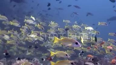马尔代夫海底<strong>背景</strong>下的条纹黄<strong>鱼群</strong>。