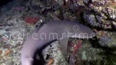鲨鱼水下寻找食物惊人的珊瑚海底马尔代夫。