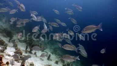 马尔代夫海底海底鱼学。