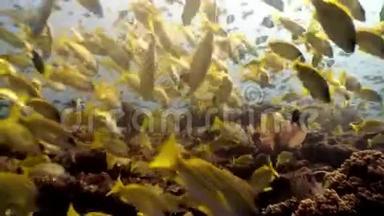 马尔代夫海底背景下的条纹黄鱼群。