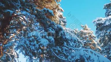 树顶<strong>寒冷的</strong>白天，<strong>冬天的</strong>松树，雪枝，阳光，阳光，在日落时，照亮<strong>冬天的</strong>风景。 树顶在树上