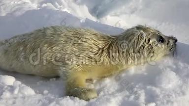 俄罗斯白冰海上的新生海豹。