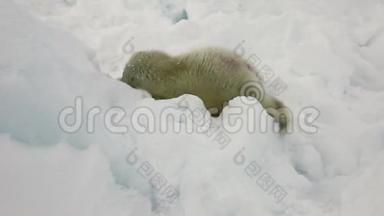俄罗斯白冰海上的新生海豹。
