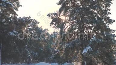 <strong>冬松</strong>日林中雪的阳光运动.. 冰冻霜圣诞新年树的生活方式。 新概念