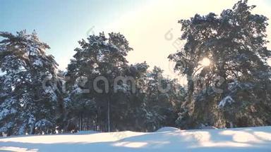 冬松日林中雪的阳光运动.. 冻霜圣诞新年树。 新概念冬季