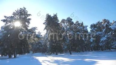 <strong>冬松</strong>林中雪的阳光运动.. 冻霜圣诞新年树。 概念新年<strong>冬</strong>天。 慢慢慢慢