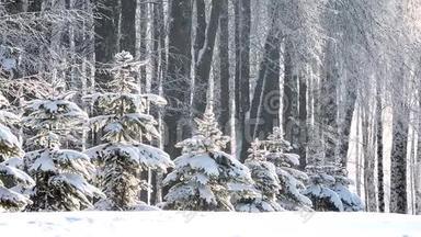 冬天在森林里下雪，柔和的圣诞节早晨下雪