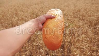 人们在麦田里捧着一块面包. 慢动作<strong>视频</strong>。 小麦领域的成功农学家。 收获<strong>时间</strong>