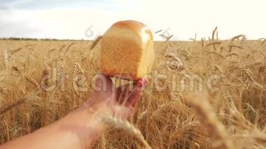 人类在麦田里拿着面包。慢动作<strong>视频</strong>。 小麦领域成功的生活方式农学家。 收获<strong>时间</strong>