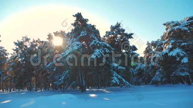冬松林中雪的阳光运动.. 冻霜圣诞新年树。 概念新年冬天。 慢慢慢慢