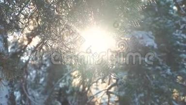 树顶<strong>冬天</strong>，蓝天，松，雪，树枝，阳光，在日落时，照亮<strong>冬天</strong>的风景。 阴天的<strong>冬天</strong>树顶