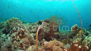 珊瑚礁有丰富的鱼类4k