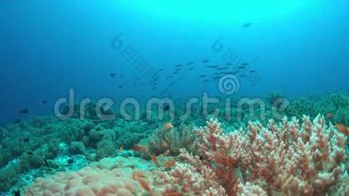 珊瑚礁有丰富的鱼类4k