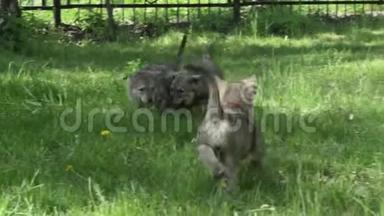 美丽有趣的小狗萨罗斯狼狗在公园的绿色草坪上玩股票录像视频