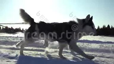 狗所驾驭的狗会滋生哈士奇拉着人雪橇，动作缓慢