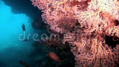 马尔代夫<strong>海底珊瑚</strong>礁惊人<strong>海底</strong>。