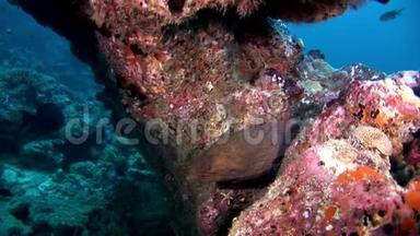 马尔代夫珊瑚礁海底的海鳗和潜水员。
