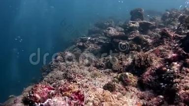 马尔代夫海底珊瑚礁惊人海底。
