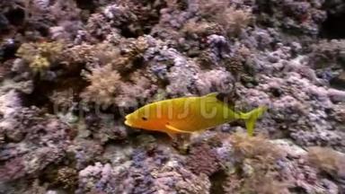 水下放松视频关于海洋自然在纯净透明的红海。