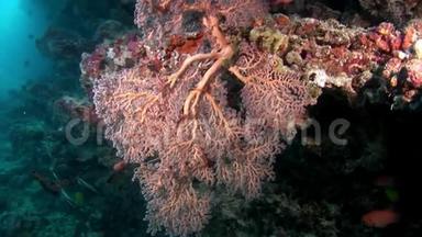 马尔代夫海底珊瑚礁惊人海底。