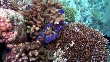 马尔代夫<strong>海底珊瑚</strong>礁惊人<strong>海底</strong>。