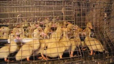 家禽养殖场笼子里的小鸭子