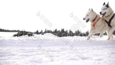 狗所驾驭的狗会滋生哈士奇拉着人雪橇，动作缓慢