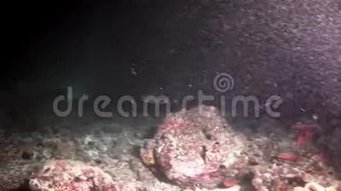 马尔代夫海底惊人海底的鱼学。