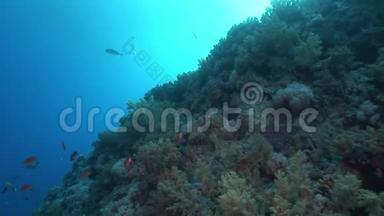 水下放松视频关于珊瑚礁在纯净透明的红海。