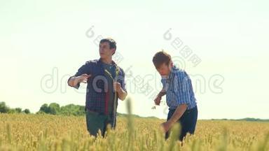 老两个农民正在探索。 人麦田夏在田麦面包.. 慢视频智能农业