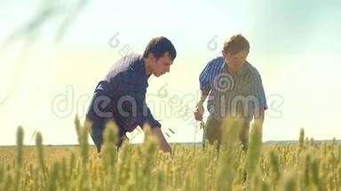 老两个农民正在探索。 人麦田夏在田麦面包.. 慢动作视频。 农民