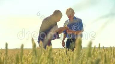 老两个农民正在探索。 人<strong>麦田</strong>夏在田麦面包.. 慢动作<strong>视频</strong>。 农民