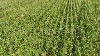 玉米地。 绿色的玉米在田野上绽放。 玉米芯的生长成熟期。
