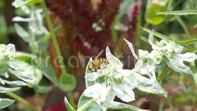 蜜蜂在白花上采蜜