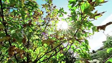 森林树木的轮廓和<strong>绿色</strong>的春天夏天的叶子在白天的天空，太阳耀斑的<strong>光线</strong>在森林中飞过自然